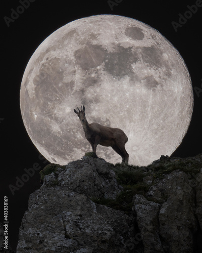 chamois in front of the full moon at night