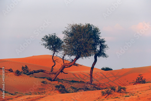 The Desert in Ras al Khaimah, United Arab Emirates, Asia