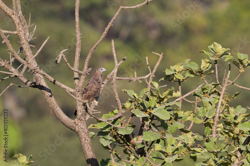 Crested Honey-Buzzard; Pernis ptilorhynchus;