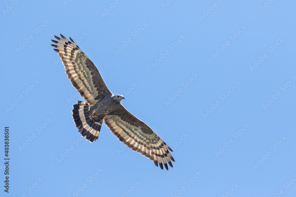 Fototapeta premium Aziatische Wespendief, Oriental Honey-buzzard, Pernis ptilorhyncus