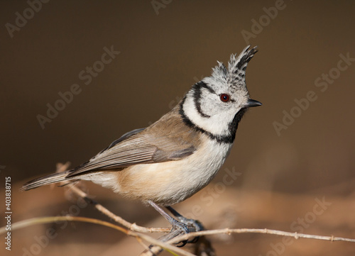 Kuifmees, Crested Tit, Lophophanes cristatus cristatus