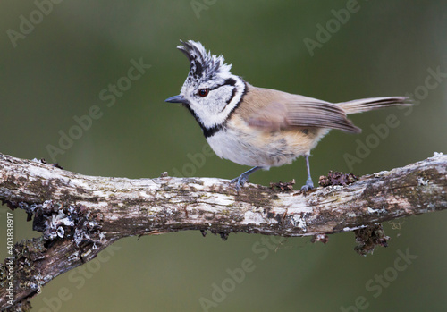 Kuifmees, Crested Tit, Lophophanes cristatus cristatus