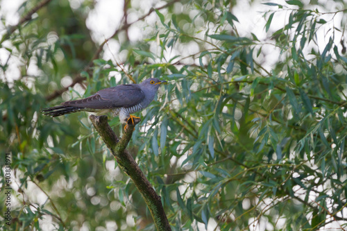 Cuckoo, Koekoek, Cuculus canorus ssp. canorus photo