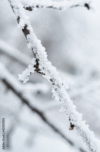 Snow covered branches © Тамара Селиванова