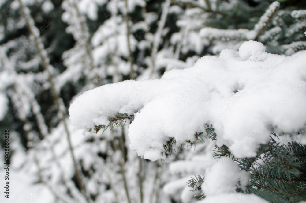 snow covered fir tree