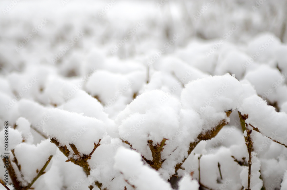 snow on branches