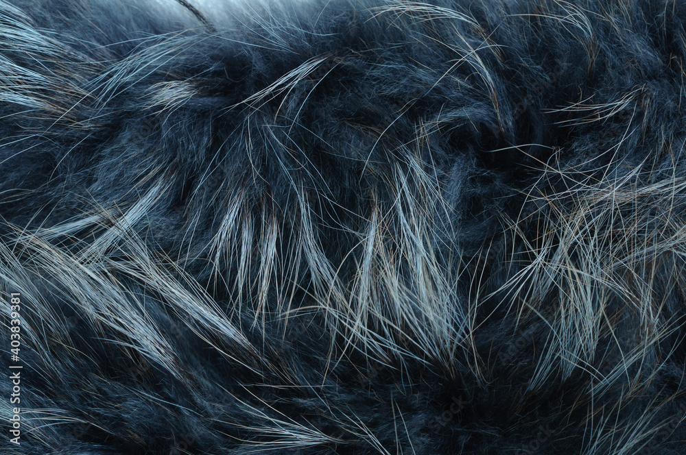 Obraz premium The texture of natural dyed fur. Creative coloring book. Selective focus