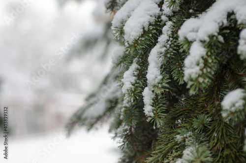 snow covered fir tree © Hana