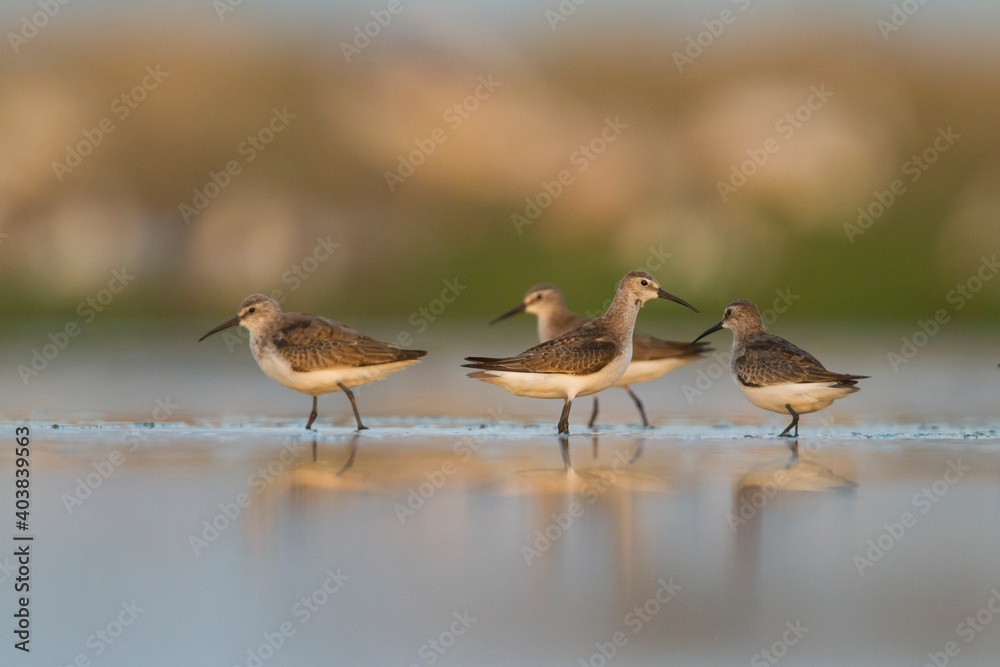 Obraz premium Krombekstrandloper, Curlew Sandpiper, Calidris ferruginea