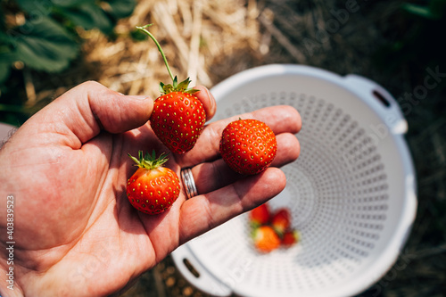 close op of human hand holding strawberries on field photo