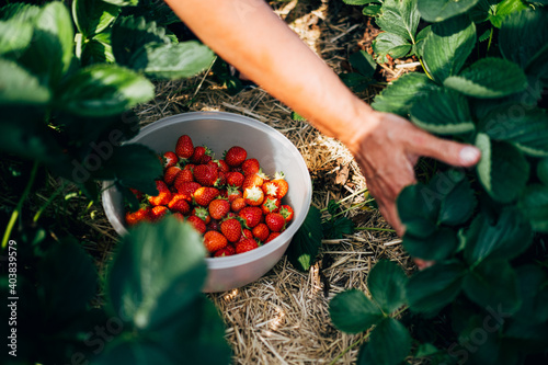 person holding a bowl of fresh strawberries