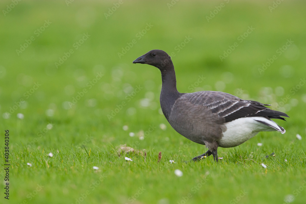 Rotgans, Dark-bellied Brent Goose, Branta bernicla bernicla Rotgans, Dark-bellied Brent Goose, Branta bernicla bernicla