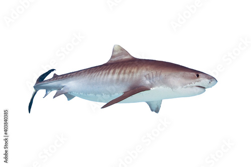 Tiger Shark Isolated on White Background  © frantisek hojdysz