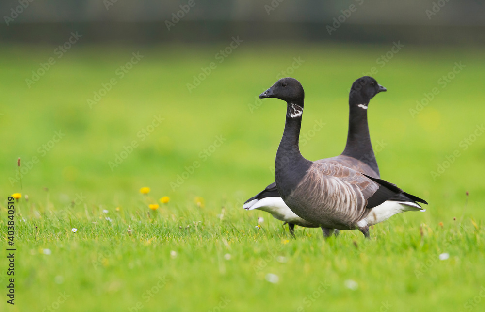Rotgans, Dark-bellied Brent Goose, Branta bernicla bernicla Rotgans, Dark-bellied Brent Goose, Branta bernicla bernicla