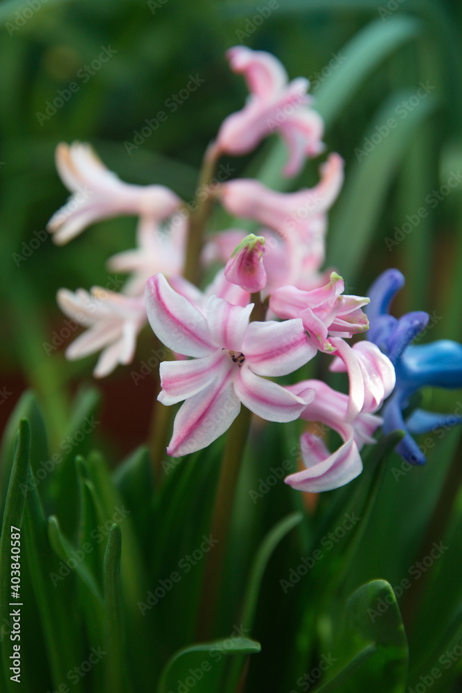 Pink Hyacinth Pink Hyacinth