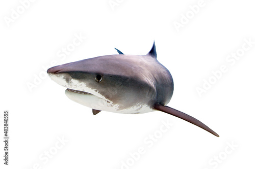 Tiger Shark Isolated on White Background
