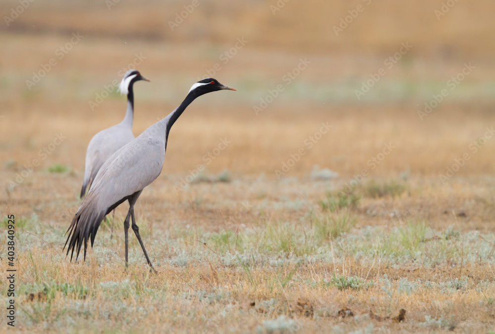 Obraz premium Jufferkraanvogel, Demoiselle Crane, Anthropoides virgo