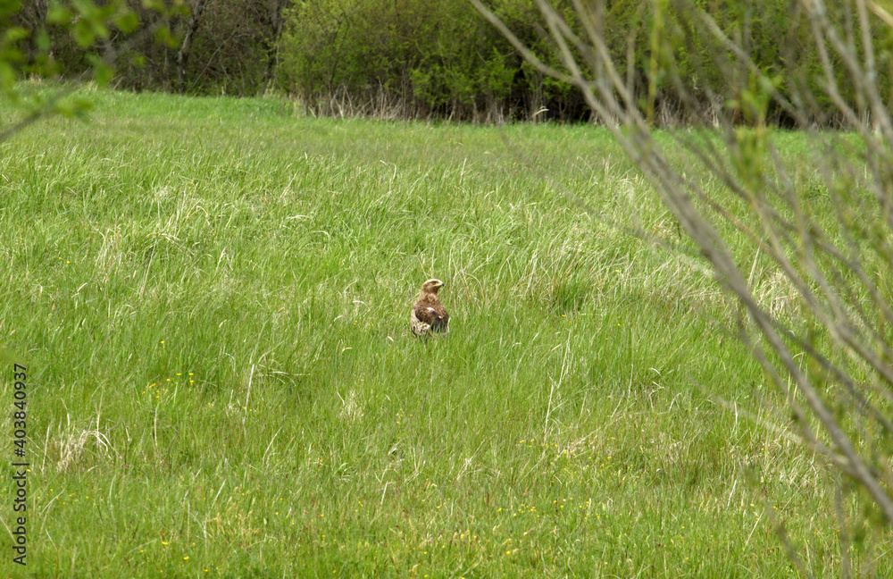 Lesser spotted eagle in Low Beskids, Poland Lesser spotted eagle in Low Beskids, Poland