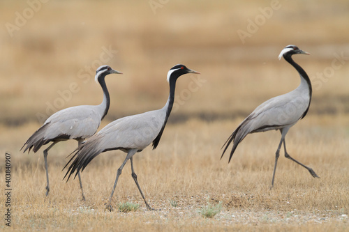 Jufferkraanvogel, Demoiselle Crane, Anthropoides virgo