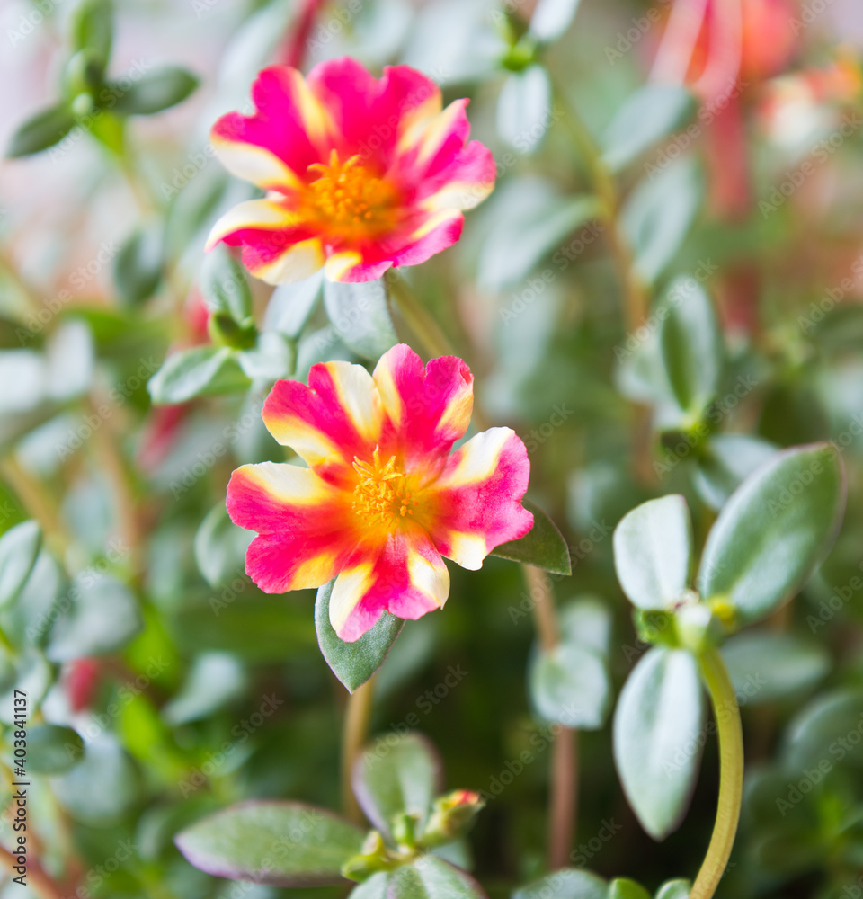 Portulaca (purslane). Beautiful flowers close up Portulaca (purslane). Beautiful flowers close up
