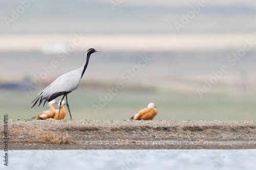 Jufferkraanvogel, Demoiselle Crane, Anthropoides virgo photo