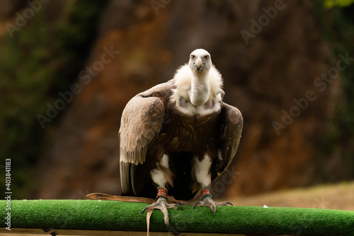 Buitre al alzar el vuelo