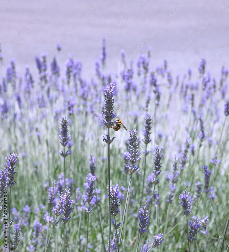 Field of Lavender, Lavandula angustifolia, Lavandula officinalis Field of Lavender, Lavandula angustifolia, Lavandula officinalis
