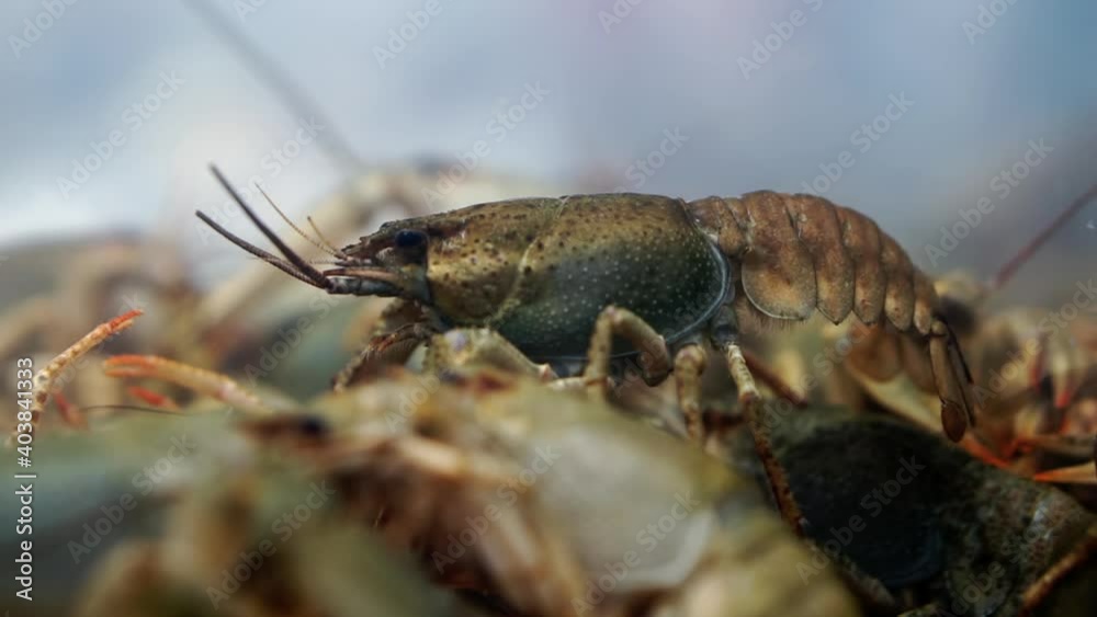 Live crayfish in an aquarium close-up. Live crayfish in an aquarium close-up.