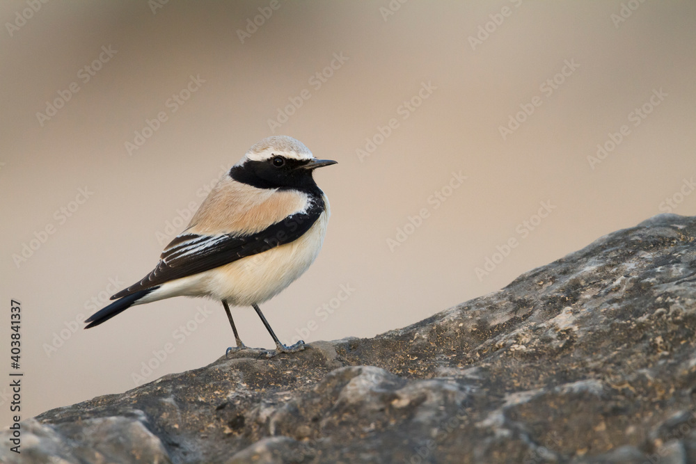 Obraz premium Woestijntapuit, Desert Wheatear, Oenanthe deserti