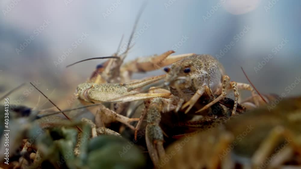 Live crayfish in an aquarium close-up. Live crayfish in an aquarium close-up.