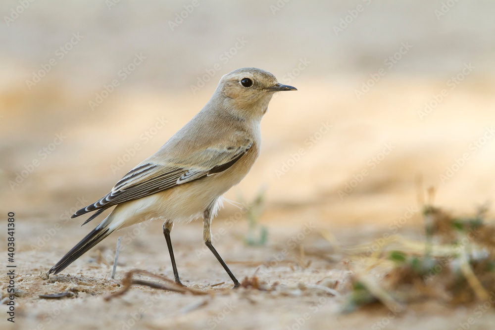 Woestijntapuit, Desert Wheatear, Oenanthe deserti Woestijntapuit, Desert Wheatear, Oenanthe deserti