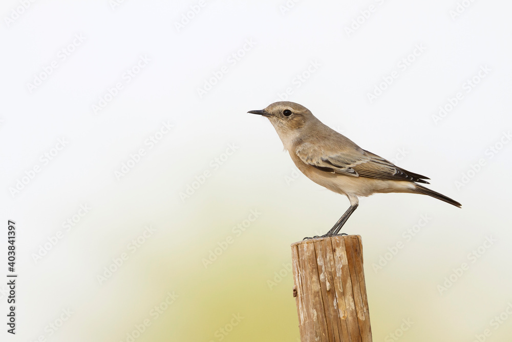 Obraz premium Woestijntapuit, Desert Wheatear, Oenanthe deserti