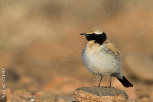 Woestijntapuit, Desert Wheatear, Oenanthe deserti homochroa photo