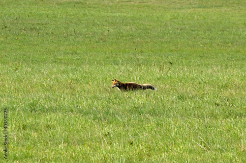 Fototapeta Naklejka Na Ścianę i Meble -  Red fox in Low Beskids, Poland