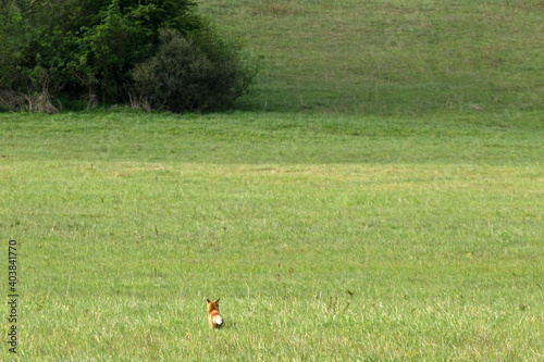 Fototapeta Naklejka Na Ścianę i Meble -  Red fox in Low Beskids, Poland