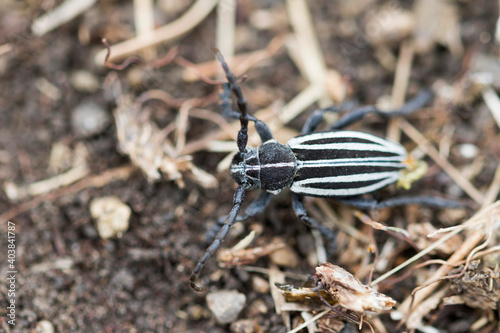 Dorcadion scopolii photo