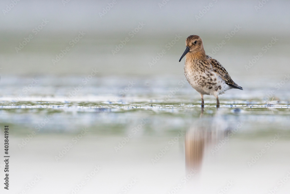 Bonte Strandloper, Dunlin, Calidris alpina