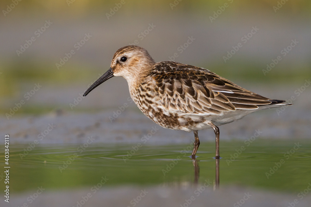 Bonte Strandloper, Dunlin, Calidris alpina