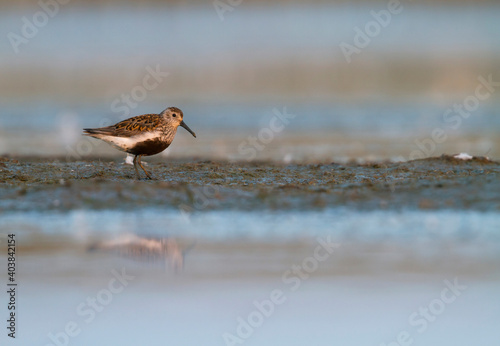 Bonte Strandloper, Dunlin, Calidris alpina photo