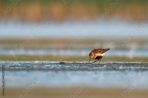 Bonte Strandloper, Dunlin, Calidris alpina photo