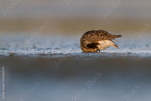 Bonte Strandloper, Dunlin, Calidris alpina photo