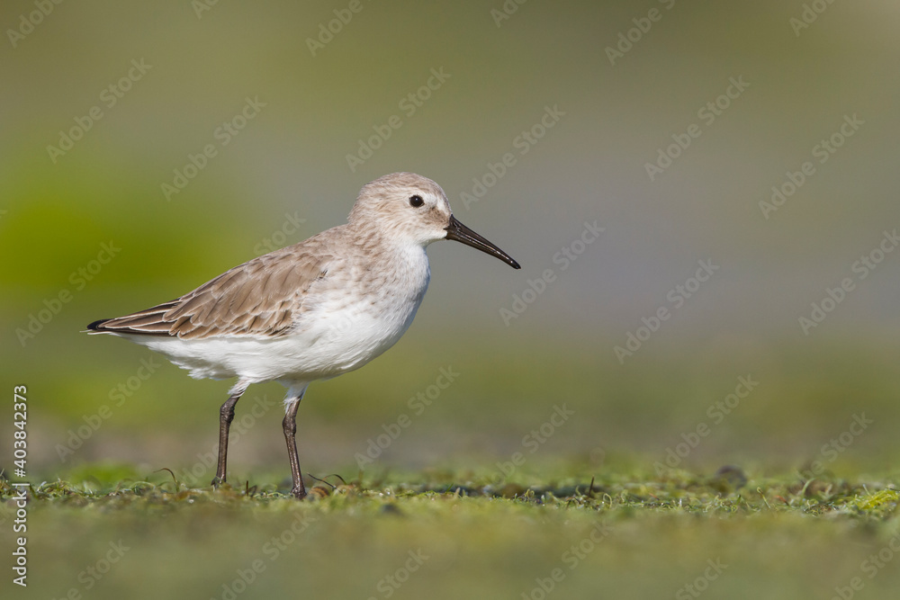 Bonte Strandloper, Dunlin, Calidris alpina Bonte Strandloper, Dunlin, Calidris alpina