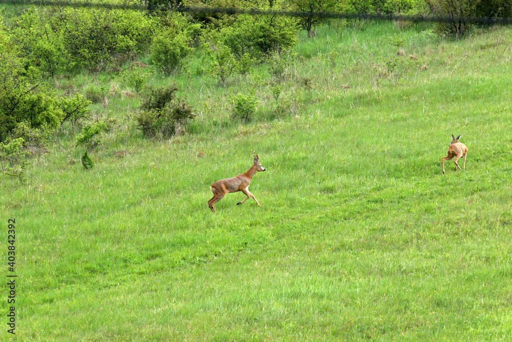 Roe deer in Low Beskids, Poland Roe deer in Low Beskids, Poland