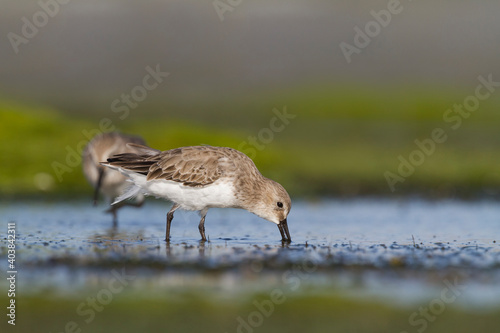 Bonte Strandloper, Dunlin, Calidris alpina