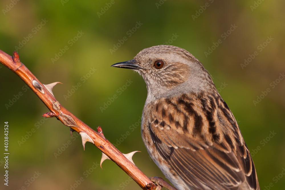 Heggenmus, Dunnock, Prunella modularis modularis Heggenmus, Dunnock, Prunella modularis modularis