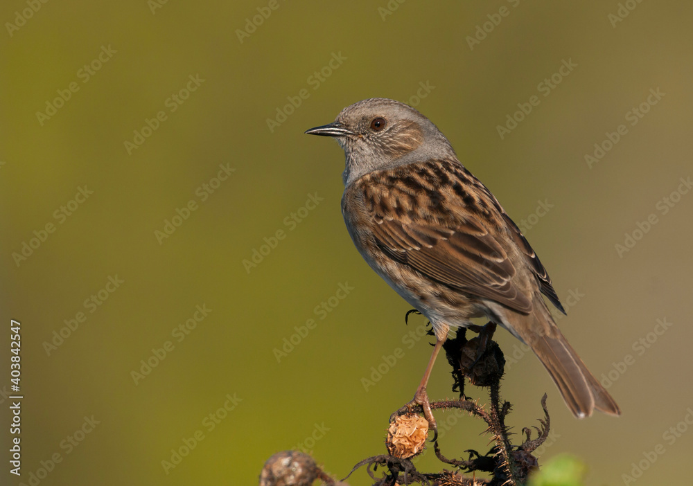 Fototapeta premium Heggenmus, Dunnock, Prunella modularis modularis