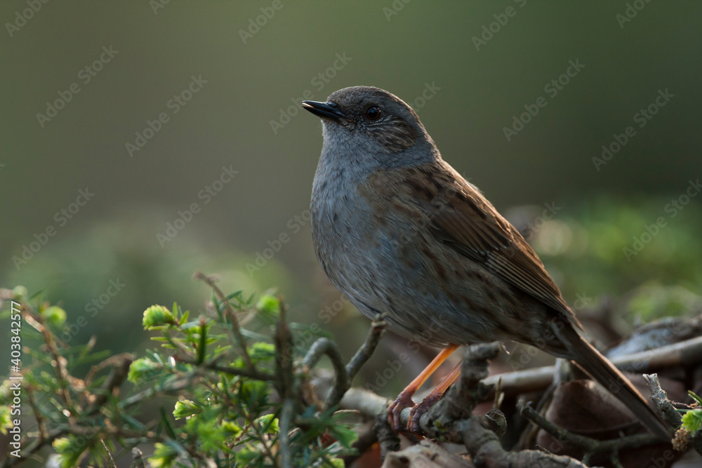 Obraz premium Heggenmus, Dunnock, Prunella modularis modularis