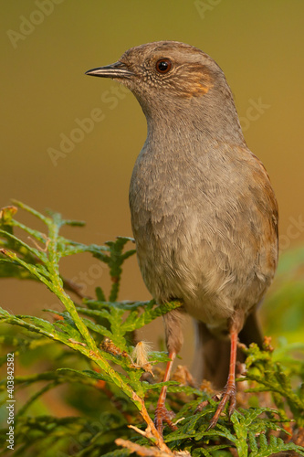 Heggenmus, Dunnock, Prunella modularis modularis photo