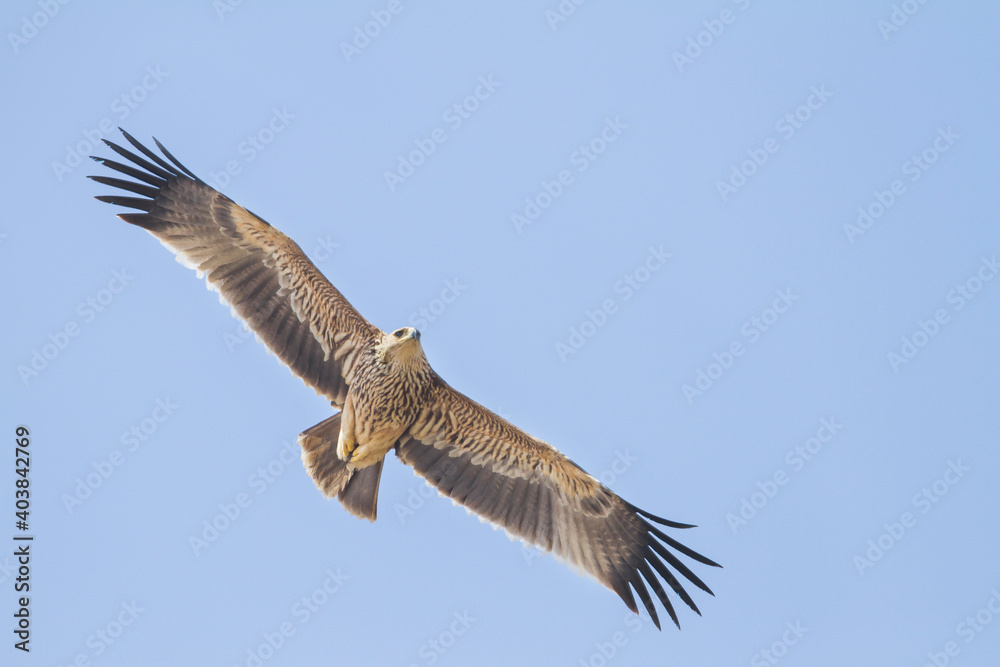 Obraz premium Eastern Imperial Eagle; Aquila heliaca