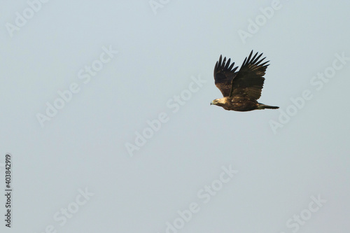 Eastern Imperial Eagle; Aquila heliaca photo